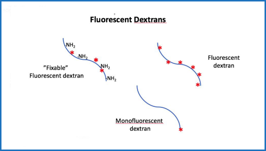 Fluorescent Dextrans